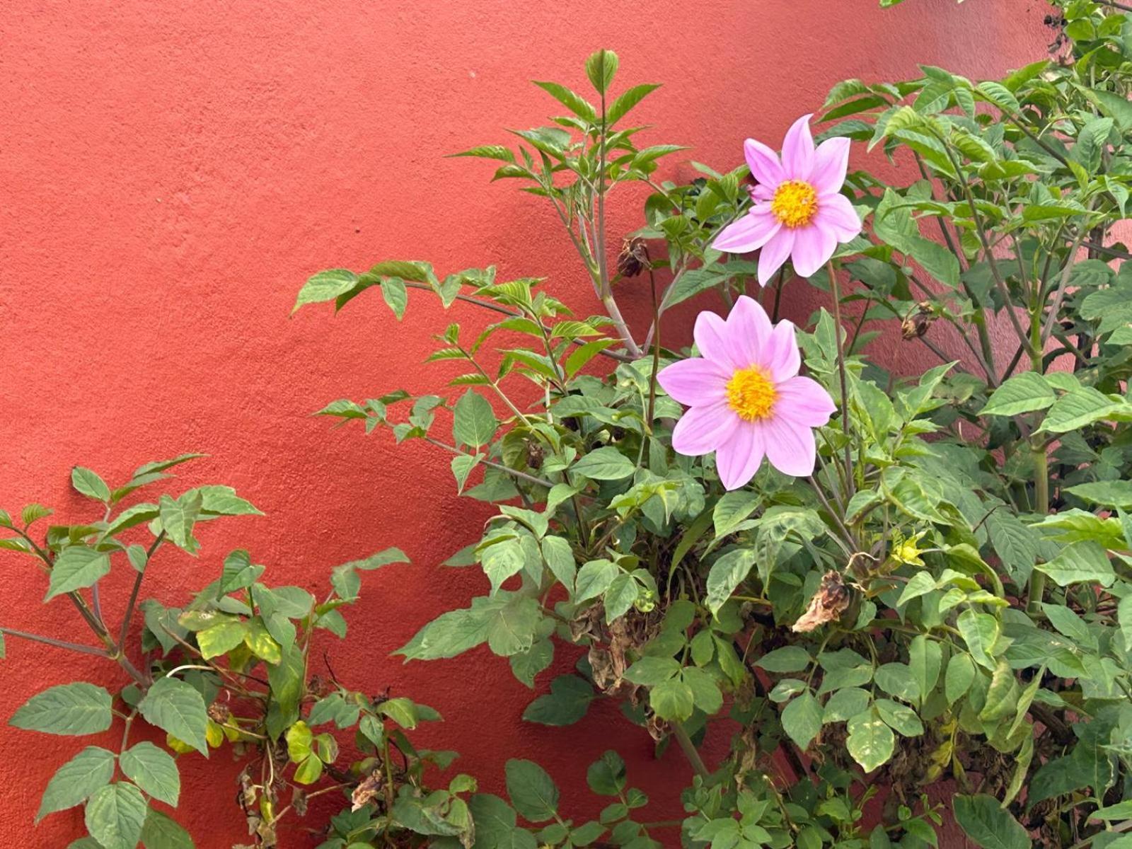 Jardin Las Hayas Valle Gran Rey Exterior foto